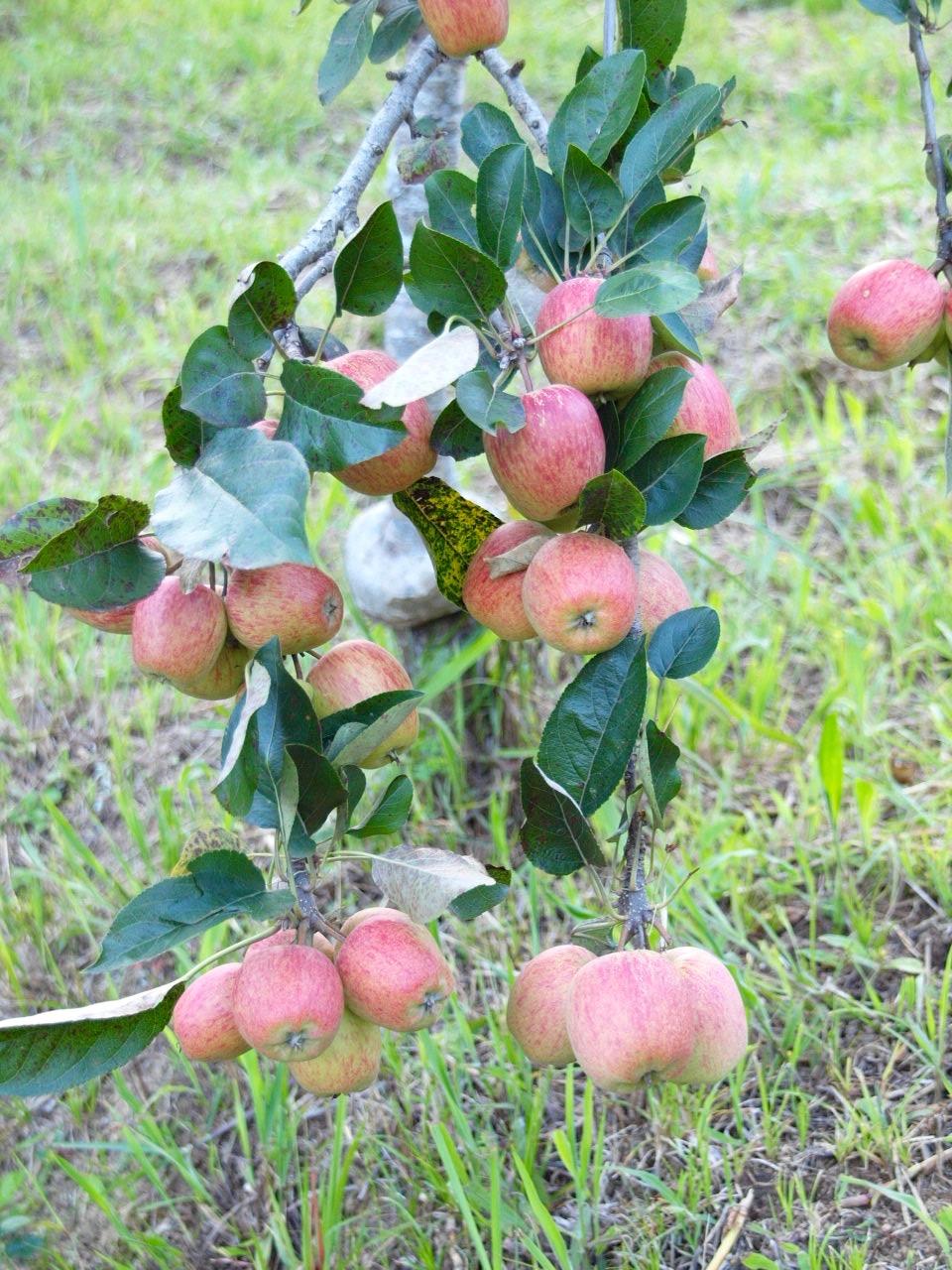 Apple Tree in our farm.