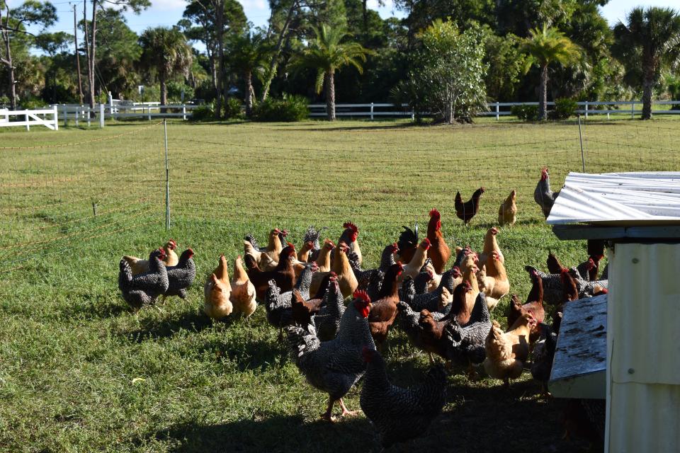 We have happy chickens!