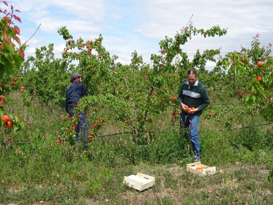 Harvesting Fruit