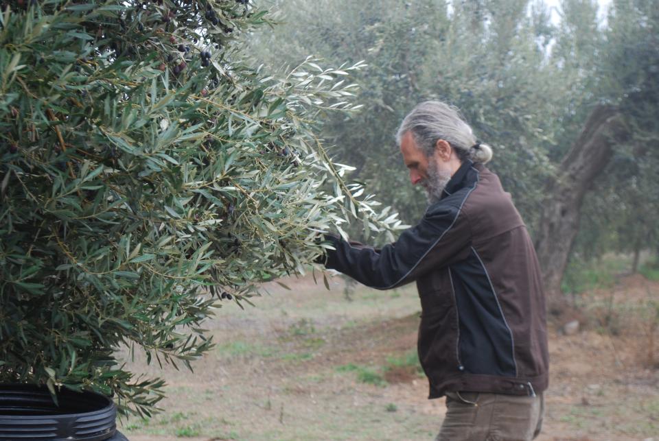 picking olives