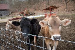 Cows