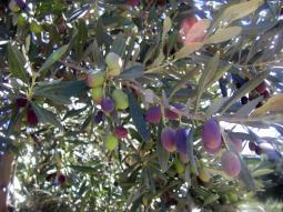 pretty olives
