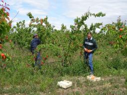 Harvesting Fruit
