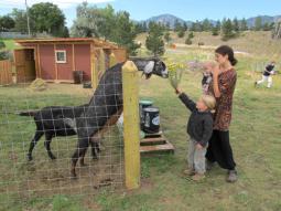 visiting the goats