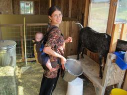 milking Nubian goats