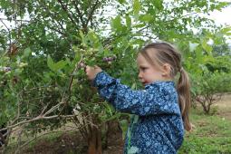 Picking blueberries