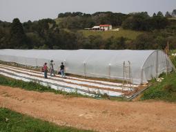Building a greenhouse for strawberries. 