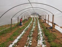 New Greenhouse.