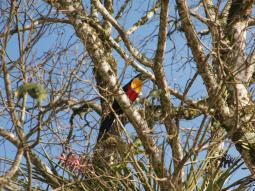 Toucan