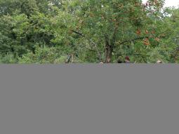 Apple Harvest