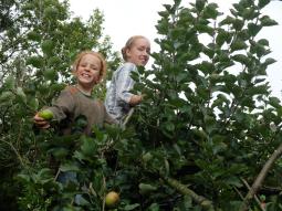 Picking Apples