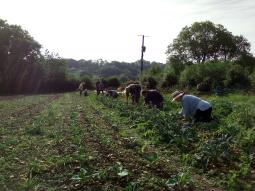 Community weeding together early in the morning