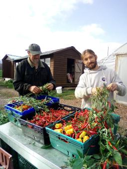 sorting chilli peppers