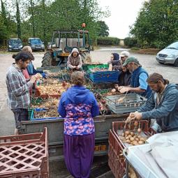 Sorting Onions
